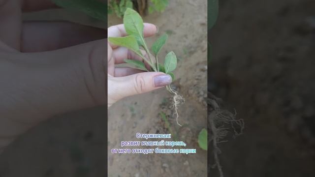 Классы двудольные и однодольных, их отличие