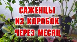 САЖЕНЦЫ ИЗ КОРОБОК ЧЕРЕЗ МЕСЯЦ.mp4