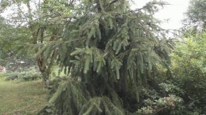 Ель обыкновенная "Виргата" (Picea abies "Virgata")