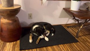 У щенка чешутся зубы. Бордер Колли 4 месяца.