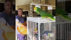 Талантливый попугай подпевает играющему на гитаре хозяину