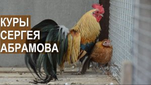 Куры: карликовые виандоты, фениксы, голландские белохохлые. Птичий парк Сергея А