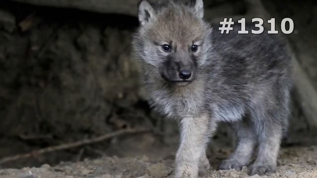 #1310. Волки, койоты и шакалы (В мире животных) смотреть онлайн