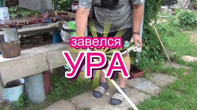 Заболели баклажаны Первые помидоры