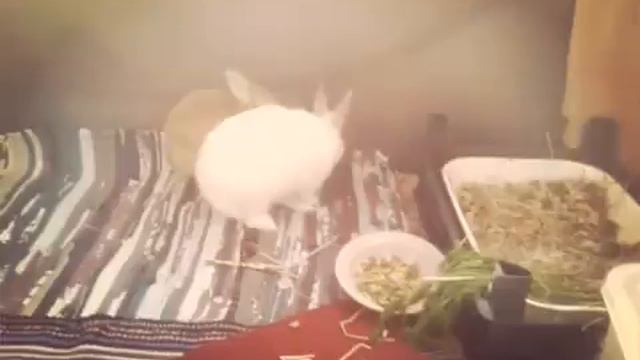 Декоративные кролики
