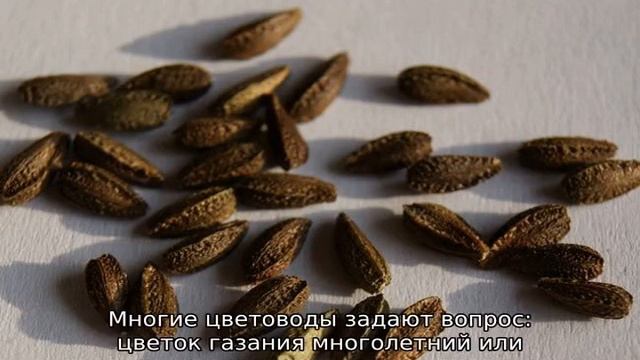 Африканская ромашка смотреть онлайн