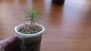 Как вырастить лиственницу. Младенцам два месяца. Часть 4.