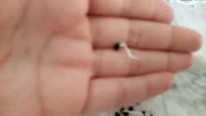 Сколько прорастают семена спаржи?