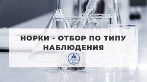 Норки - отбор по типу наблюдения