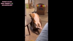 Смешные кошки и собаки.mp4