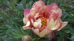 пионы для сада...... COPPER KETTLE