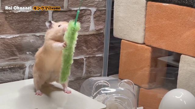 ハムスターに猫じゃらし２【行動観察】キンクマハムスター検証
