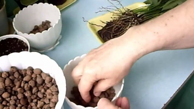 Как возродить женское счастье. Спатифиллум. Комнатные растения. смотреть онлайн