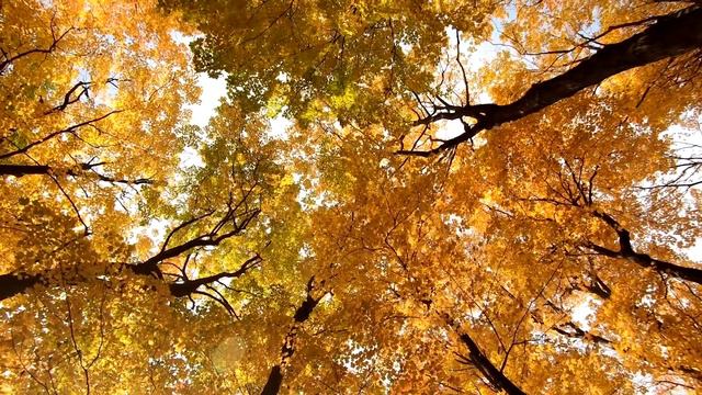 Tomáš Oravec - Slovenskí muzikanti смотреть онлайн