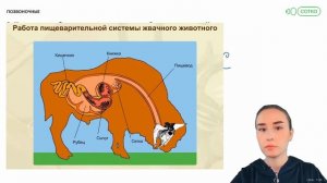 Пищеварительная система жвачных животных | Биология с Альбиной Амировой