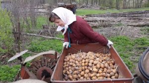 Посадка картошки картофелесажалкой
