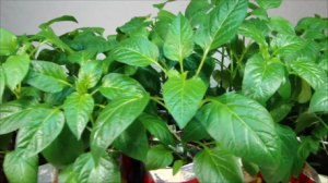 Февральская рассада сладкого перца..