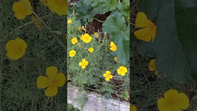 Цветы - Эшшольция