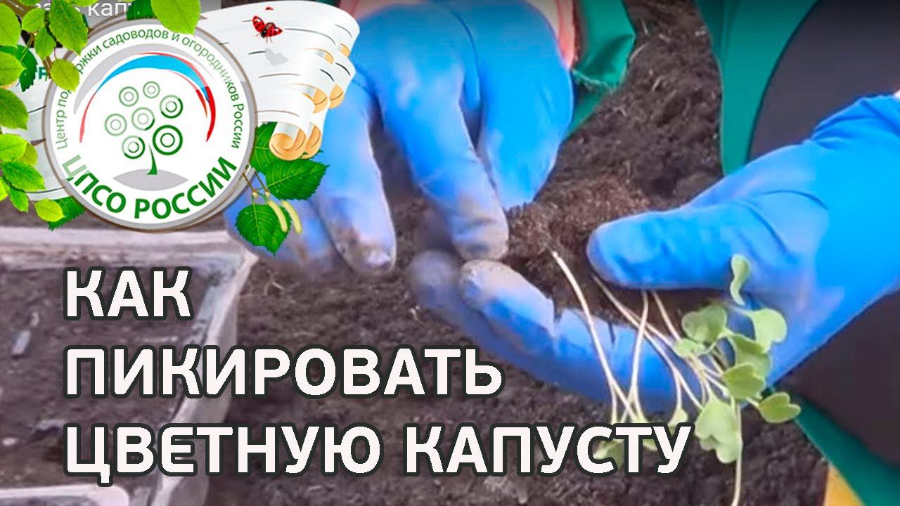 Как пикировать цветную капусту. Пикировка цветной капусты.