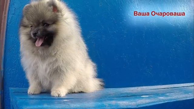 Шпиц. Дочь Беки