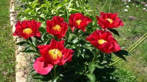 Пион Америка -America -Rudolph, 1976, США