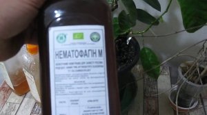 БИОЛОГИЧЕСКАЯ ЗАЩИТА ЗЕМЛИ ОТ ГАЛЛОВОЙ НЕМАТОДЫ для комнатных растений и летом в ОГ