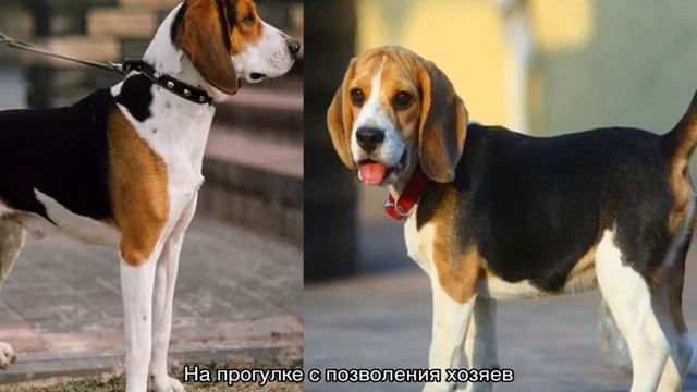 Эстонская гончая: описание породы, характер смотреть онлайн