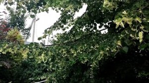 Время пришло// Сбор, сушка и хранение липы// Липовый чай