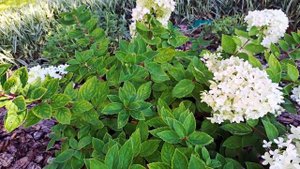 Гортензия Бомбшелл и Беби Лейс #сад #гортензия #hortensien