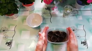 АСТИЛЬБА   ПУШИСТАЯ КРАСАВИЦА  СЕЕМ СЕМЕНАМИ