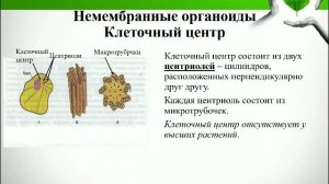 Строение растительной клетки