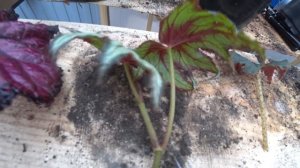 Размножение декоративно-лиственной бегонии