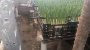 Выгонка тюльпанов в торфяном грунте. Обзор поздних сортов.