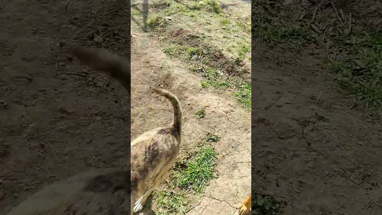 #виделивидео #моипитомцы #моясобака #жизньвчастномдоме #doglover