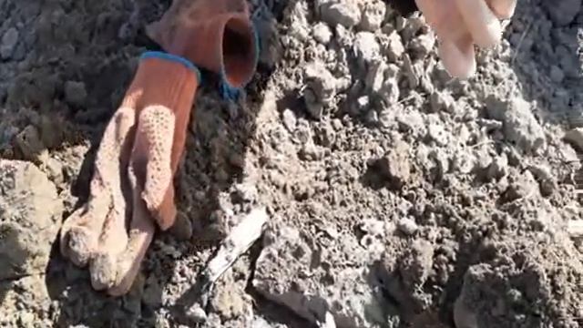 Коп на поле с XP ORX. Нашли место охоты скифов? смотреть онлайн