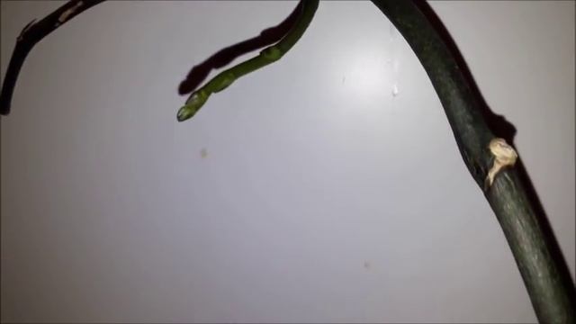 Чудеса да и только! Цветонос орхидеи Сого Юкидан. смотреть онлайн