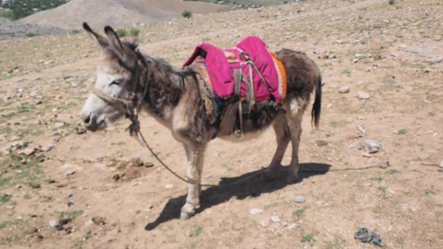 Осёл в Узбекистане :) смотреть онлайн