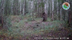 Медведь чешет спинку. Заповедник "Большая Кокшага"