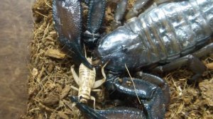 ОГРОМНЫЙ НО ДОБРЫЙ | КАМЕННЫЙ СКОРПИОН (Hadogenes TROGLODYTES)[БЭСТ ФАКТ]