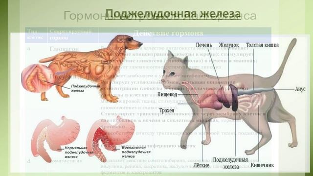 Где у собаки железы. Поджелудочная железа животных. Поджелудочная железа коровы анатомия. Пахучие железы животных.