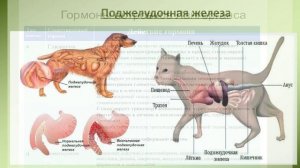Поджелудочная железа. Видовые особенности.