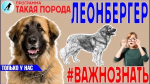 Такая порода -  Леонбергер