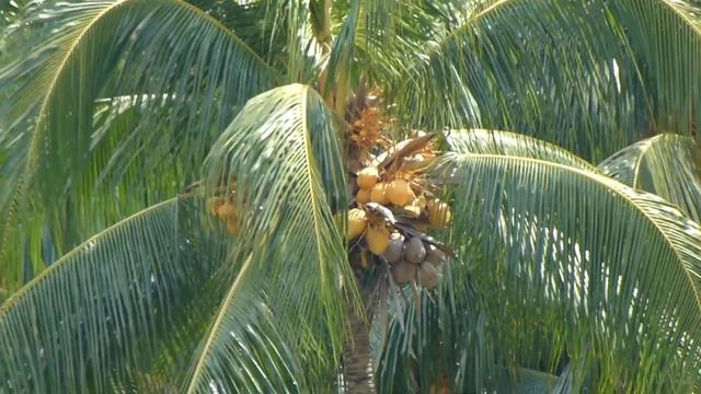 Panasonic DMC-FZ100 Review - 1080i Sample Video смотреть онлайн