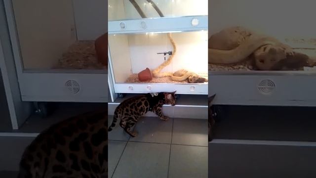 Реакция бенгальского кота на змей !