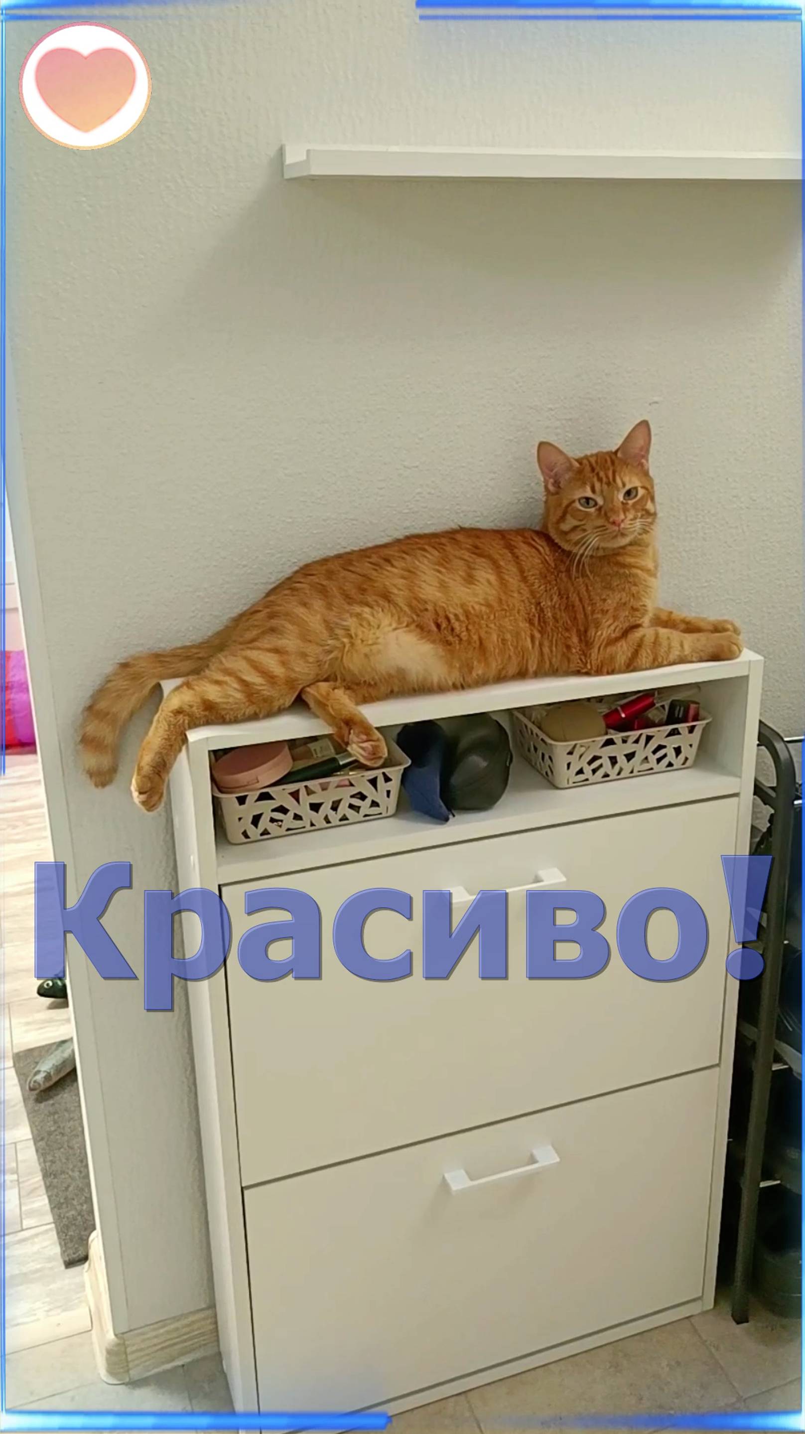 Красиво икающий Кот Феня, он же Феникс