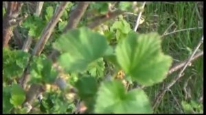 Остров Петриков. Первый месяц дачного сезона-2017