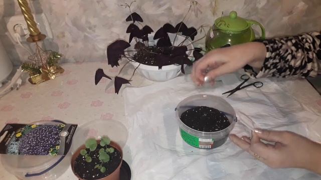 ПОСЕВ ПЕЛАРГОНИИ (ГЕРАНИ) С КИПЯТКОМ! ВЫРАЩИВАНИЕ ИЗ СЕМЯН. ОБЗОР МОЕЙ РАССАДЫ ПЕЛАРГОНИИ. смотреть онлайн