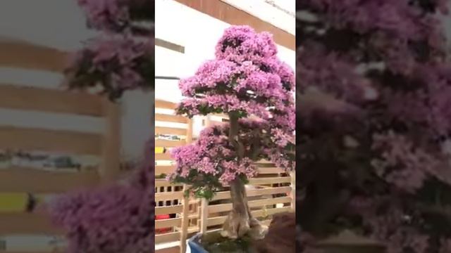 Pink Bougainvillea Bonsai excellent flowers Philippines #Bougainvillea #shortvideo #Bonsai #MOJUSA