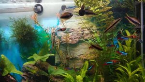 Кормлю рыбок спирулиной. )))