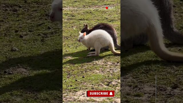 | White kangaroo |  #kids  #kid  #animals